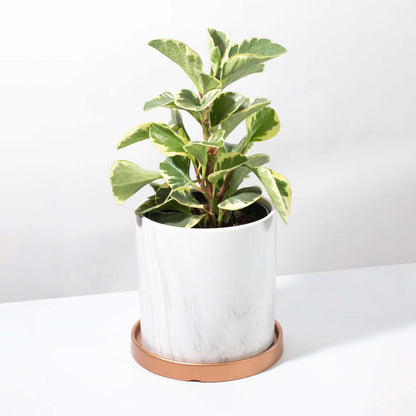 Peperomia Marble Variegated Baby Rubber Plant