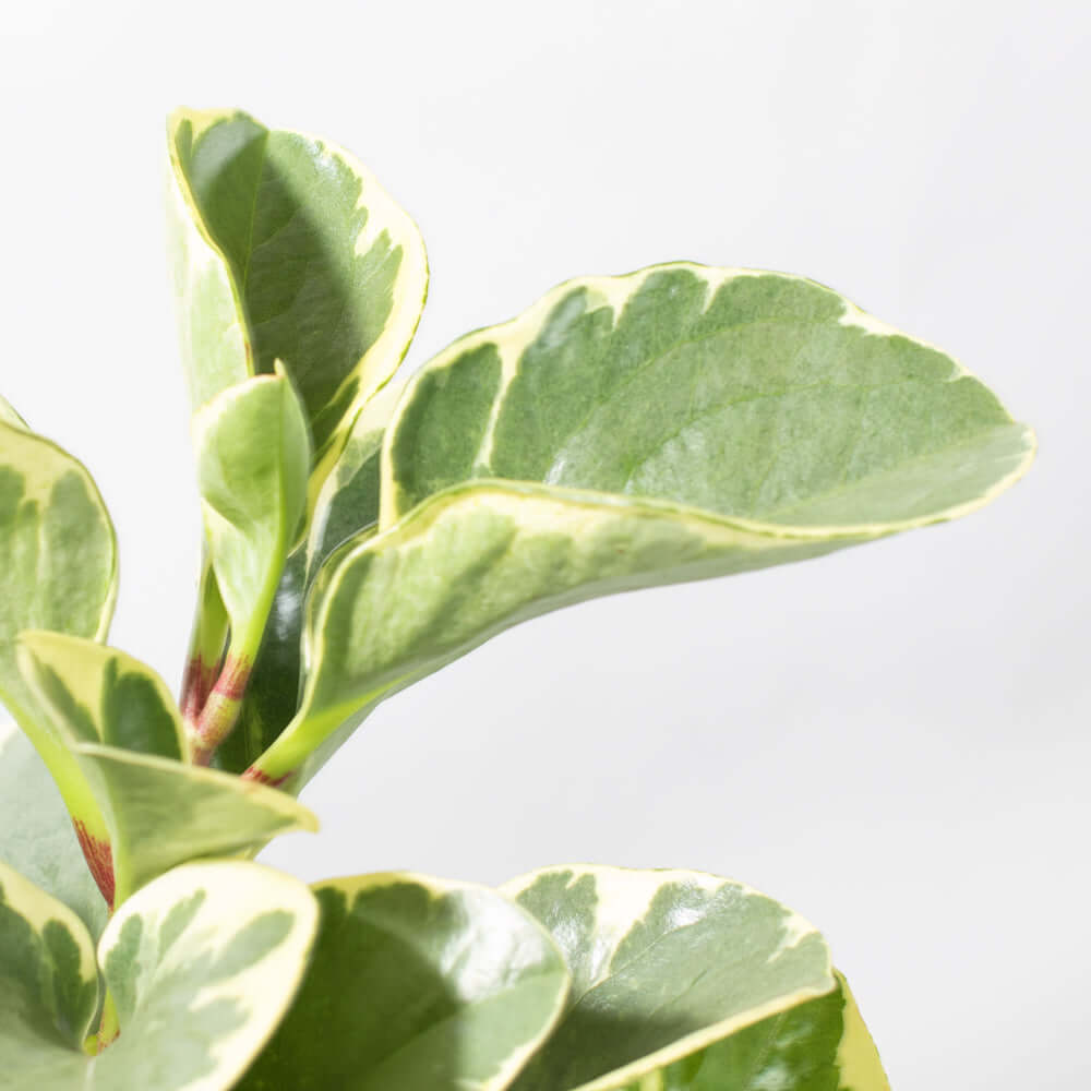 Peperomia Marble Variegated Baby Rubber Plant
