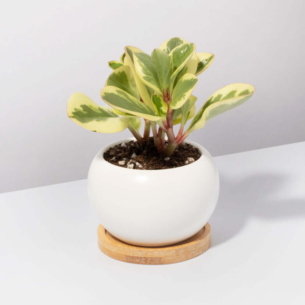 Peperomia Marble Variegated Baby Rubber Plant