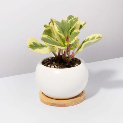 Peperomia Marble Variegated Baby Rubber Plant