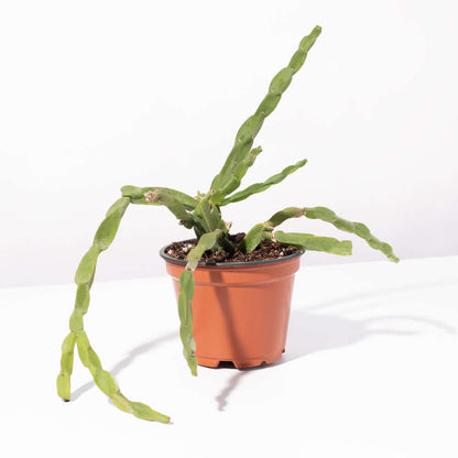 Rhipsalis Paradoxa Chain Succulent Mistletoe Cactus