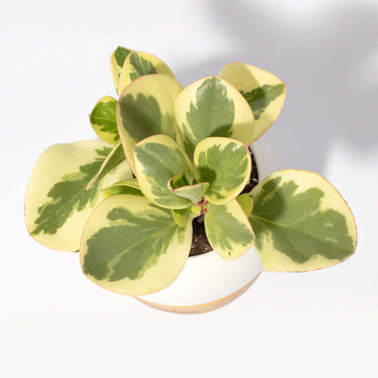 Peperomia Marble Variegated Baby Rubber Plant