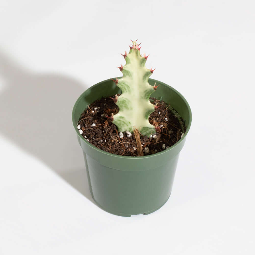 White Ghost Albo Succulent Plant