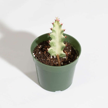 White Ghost Albo Succulent Plant