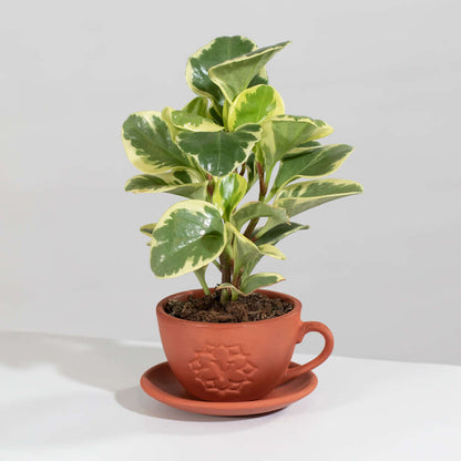 Peperomia Marble Variegated Baby Rubber Plant