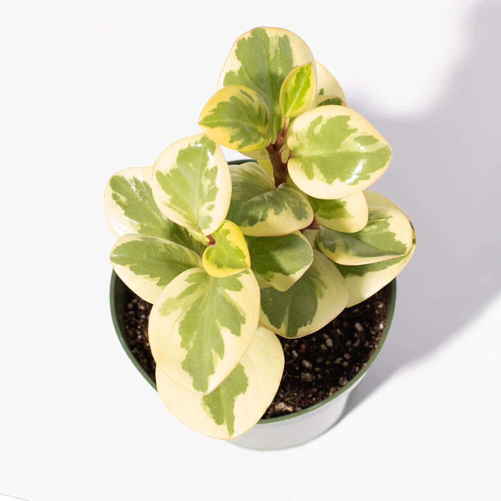 Peperomia Marble Variegated Baby Rubber Plant
