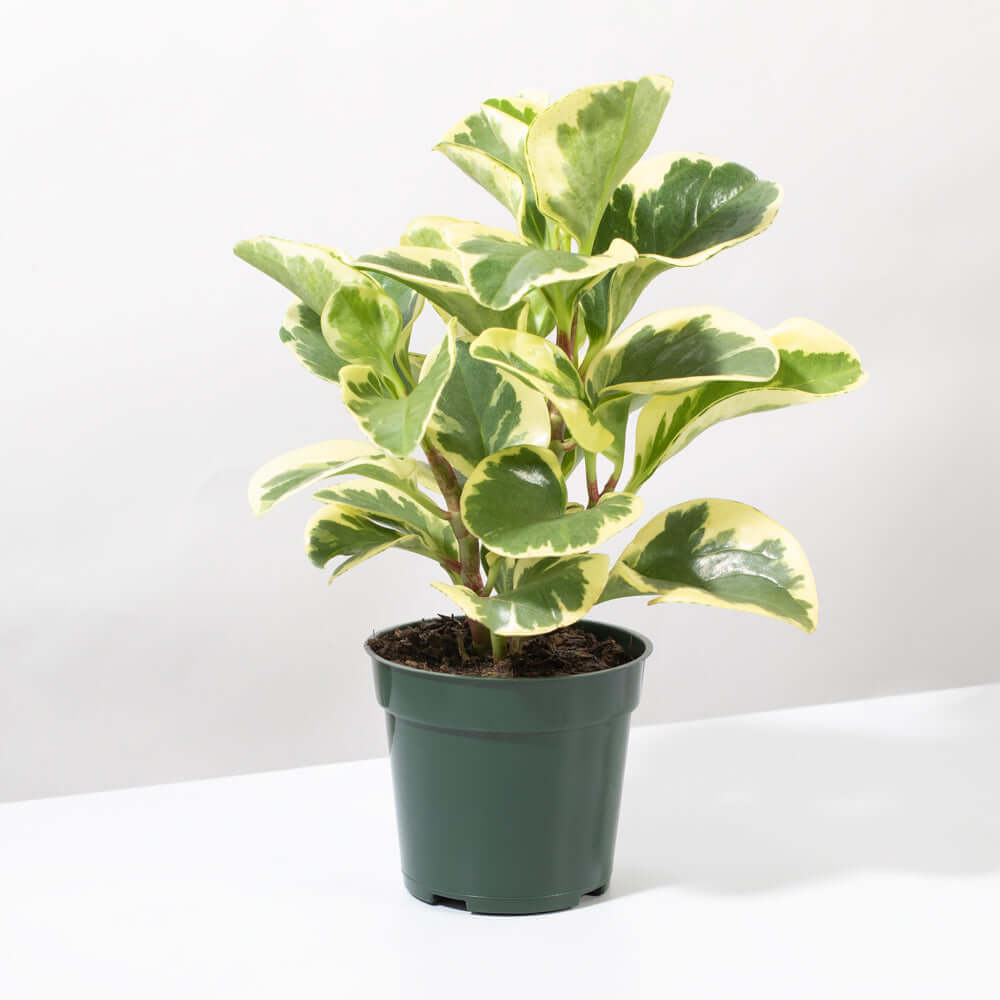 Peperomia Marble Variegated Baby Rubber Plant