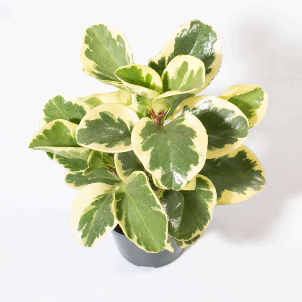 Peperomia Marble Variegated Baby Rubber Plant