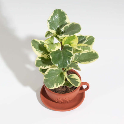 Peperomia Marble Variegated Baby Rubber Plant
