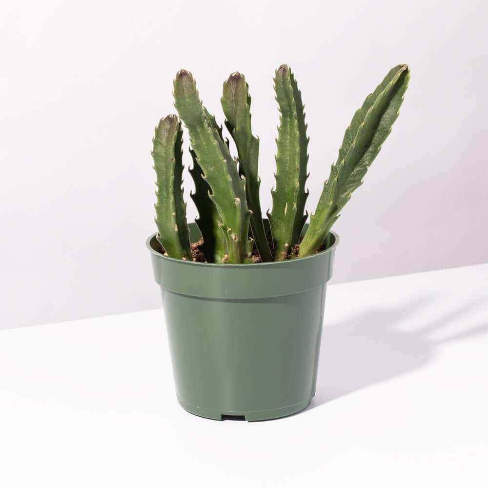 Stapelia Gigantea Zulu Giant Stafish Succulent