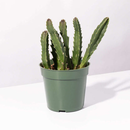 Stapelia Gigantea Zulu Giant Stafish Succulent