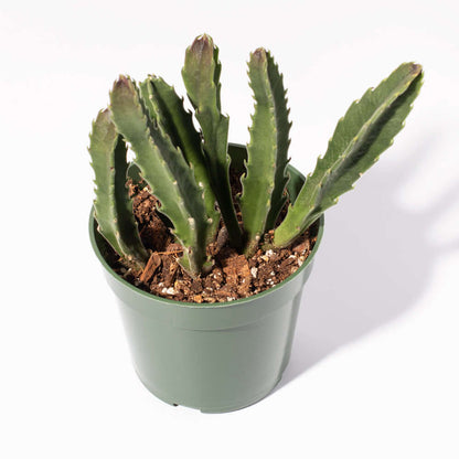 Stapelia Gigantea Zulu Giant Stafish Succulent
