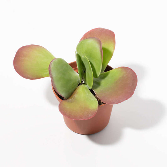 Flapjacks Paddle Plant Succulent