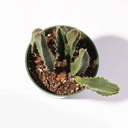 Stapelia Gigantea Zulu Giant Stafish Succulent
