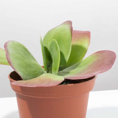 Flapjacks Paddle Plant Succulent
