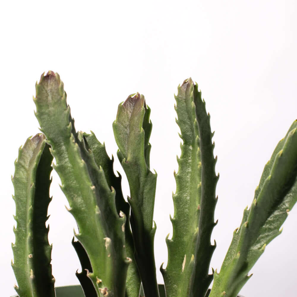 Stapelia Gigantea Zulu Giant Stafish Succulent