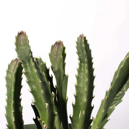 Stapelia Gigantea Zulu Giant Stafish Succulent