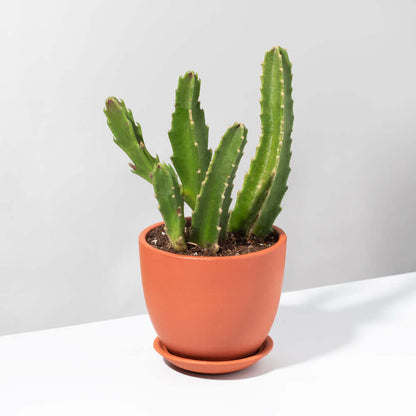 Stapelia Gigantea Zulu Giant Stafish Succulent