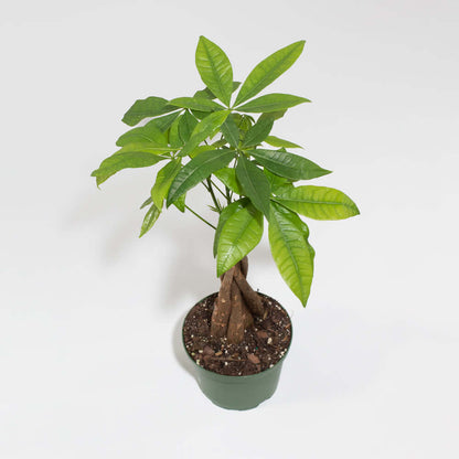 Lucky Braided Money Tree Plant
