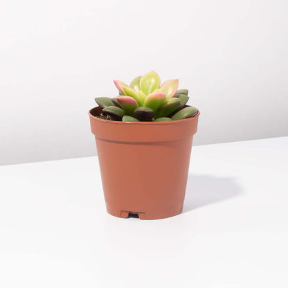 Aurora Rainbow Sand Rose Succulent
