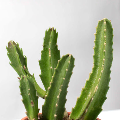 Stapelia Gigantea Zulu Giant Stafish Succulent