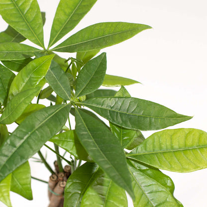 Lucky Braided Money Tree Plant