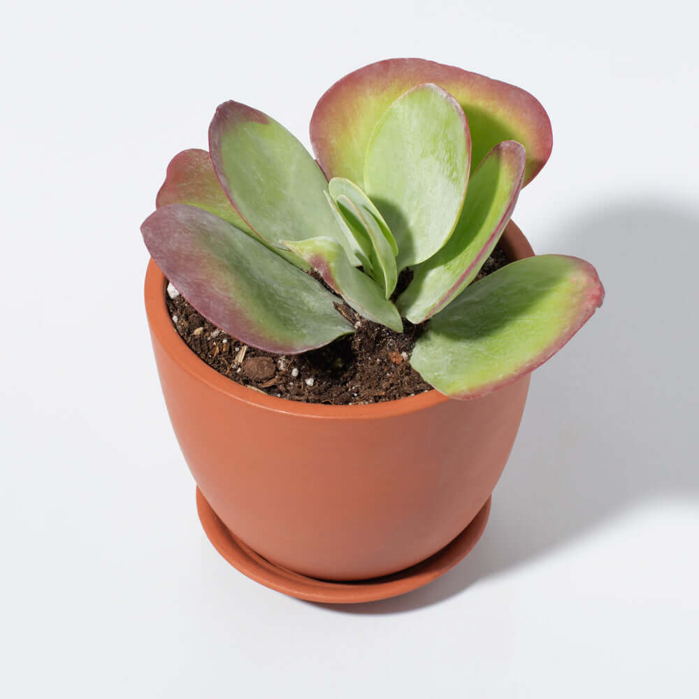 Flapjacks Paddle Plant Succulent