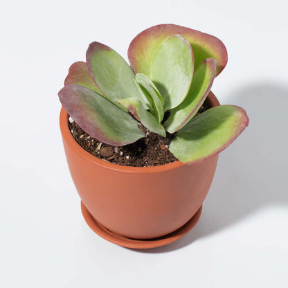 Flapjacks Paddle Plant Succulent