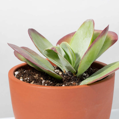Flapjacks Paddle Plant Succulent