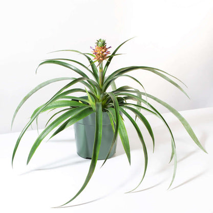 Mini Pineapple Plant 'Tiny Treasure' Ornamental