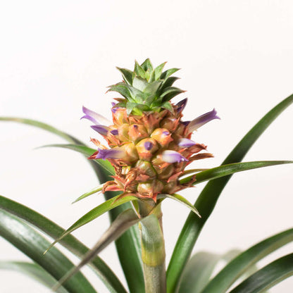Mini Pineapple Plant 'Tiny Treasure' Ornamental