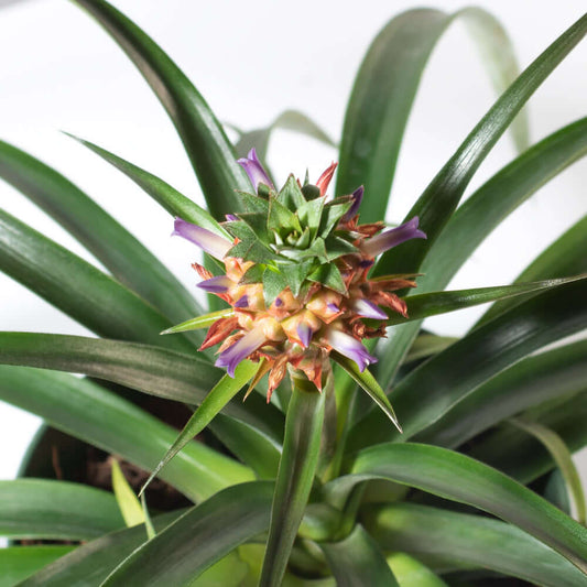 Mini Pineapple Plant 'Tiny Treasure' Ornamental