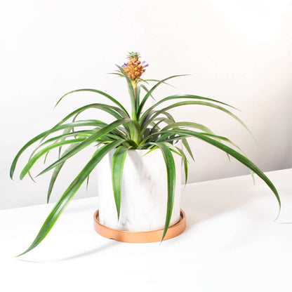 Mini Pineapple Plant 'Tiny Treasure' Ornamental