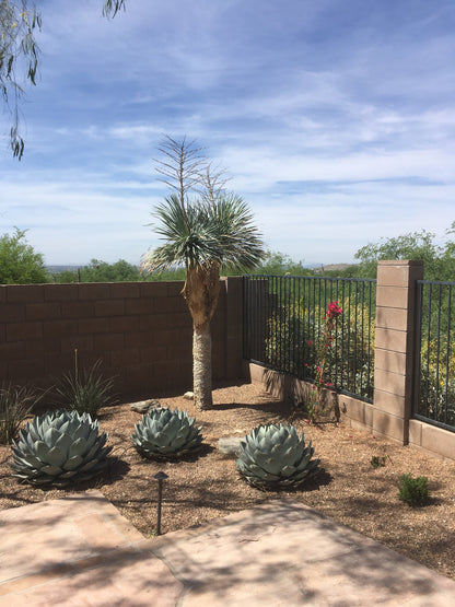 Agave Parryi Truncata
