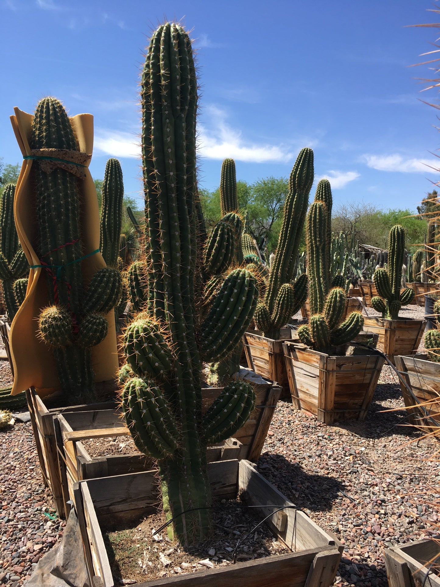 South American Saguaro