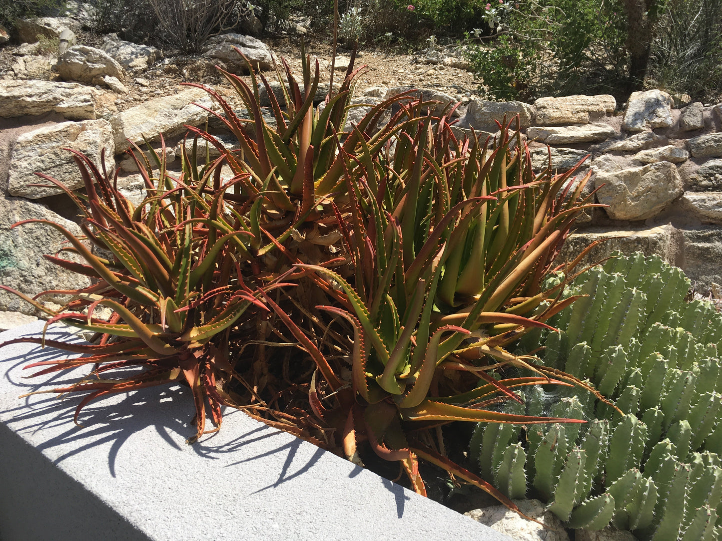 Aloe Cameronii