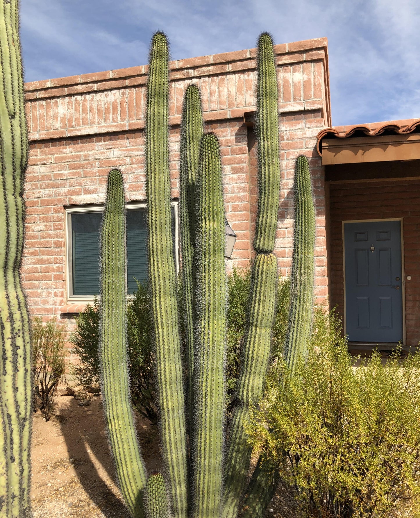 Organ Pipe Cactus