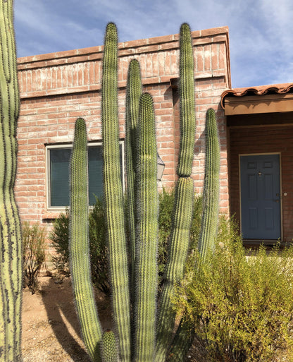 Organ Pipe Cactus