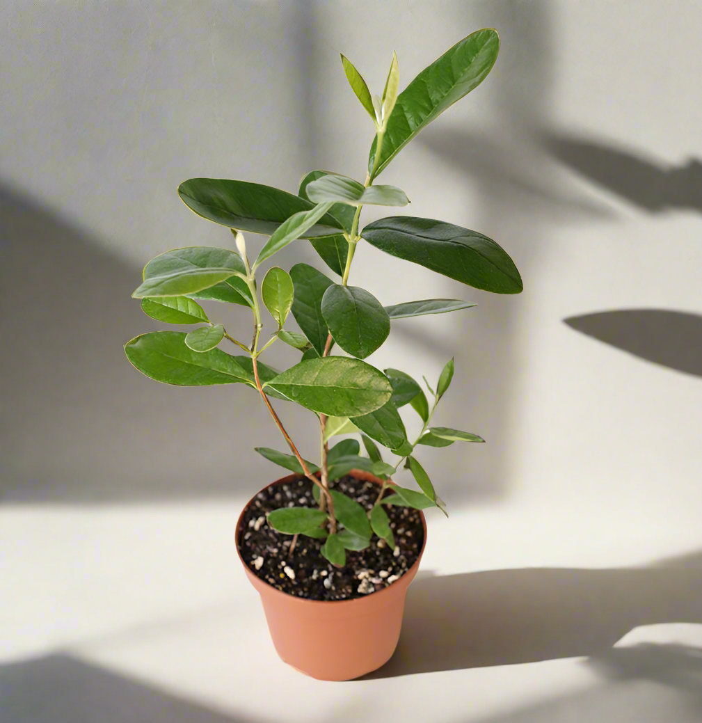 Pineapple Guava Plant -Nursery 6"