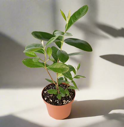 Pineapple Guava Plant -Nursery 6"