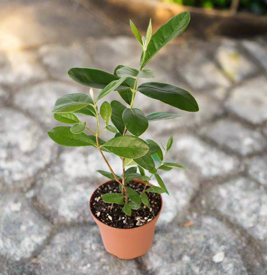 Pineapple Guava Plant -Nursery 6"