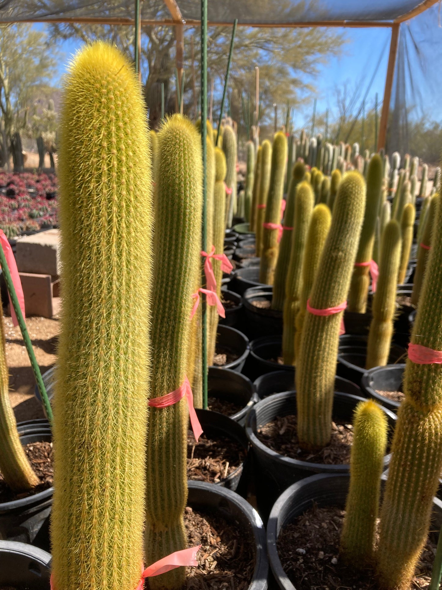 Golden Torch Cactus