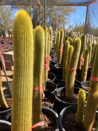Golden Torch Cactus