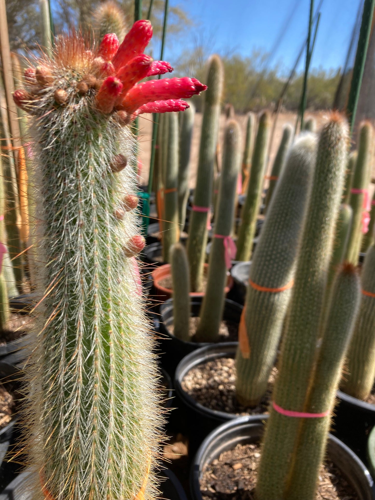 Silver Torch Cactus