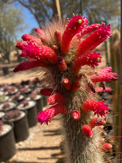 Silver Torch Cactus