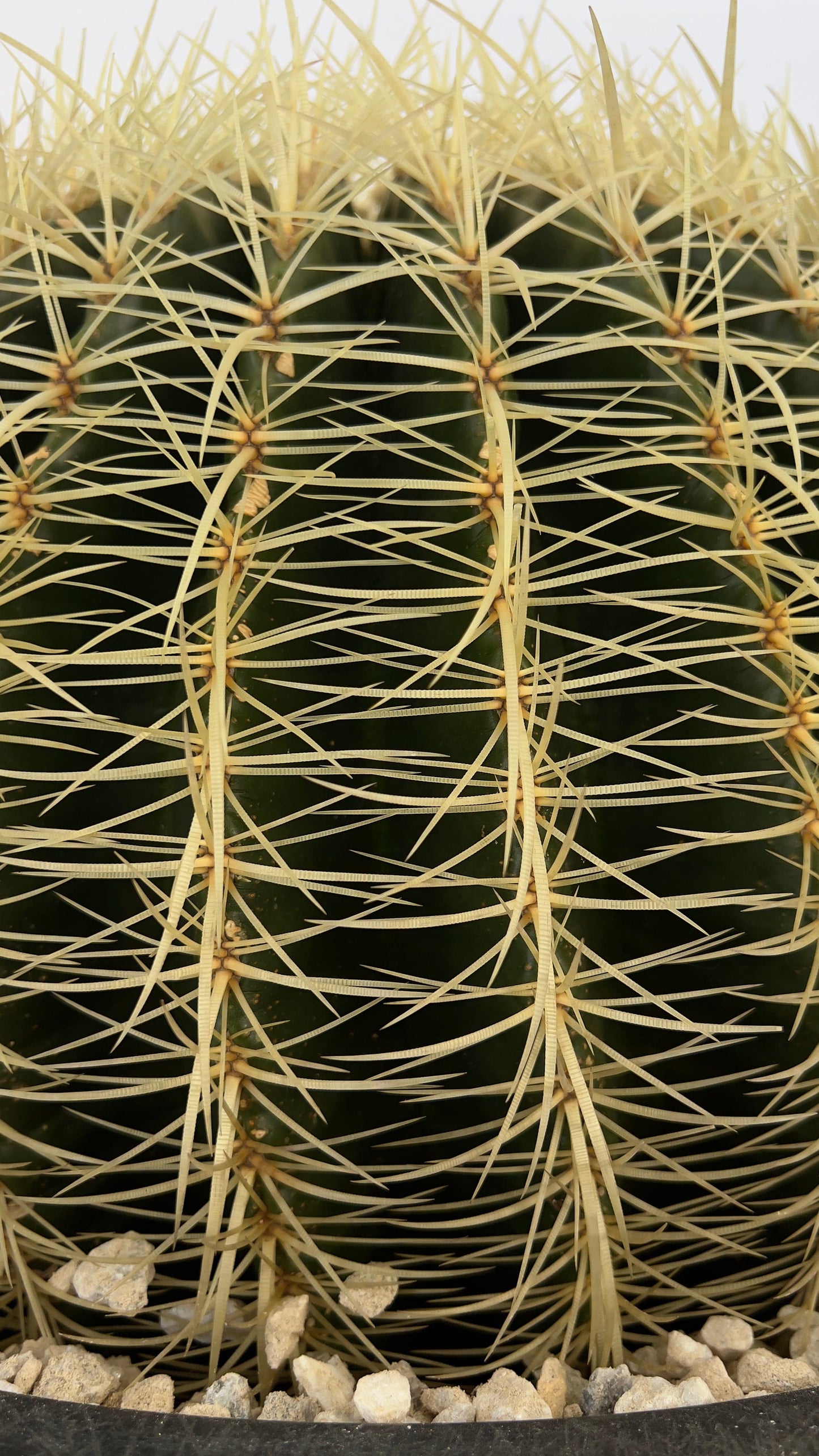 Golden Barrel Cactus - Echinocactus Grusonii