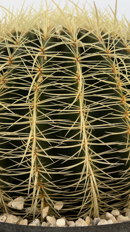 Golden Barrel Cactus - Echinocactus Grusonii