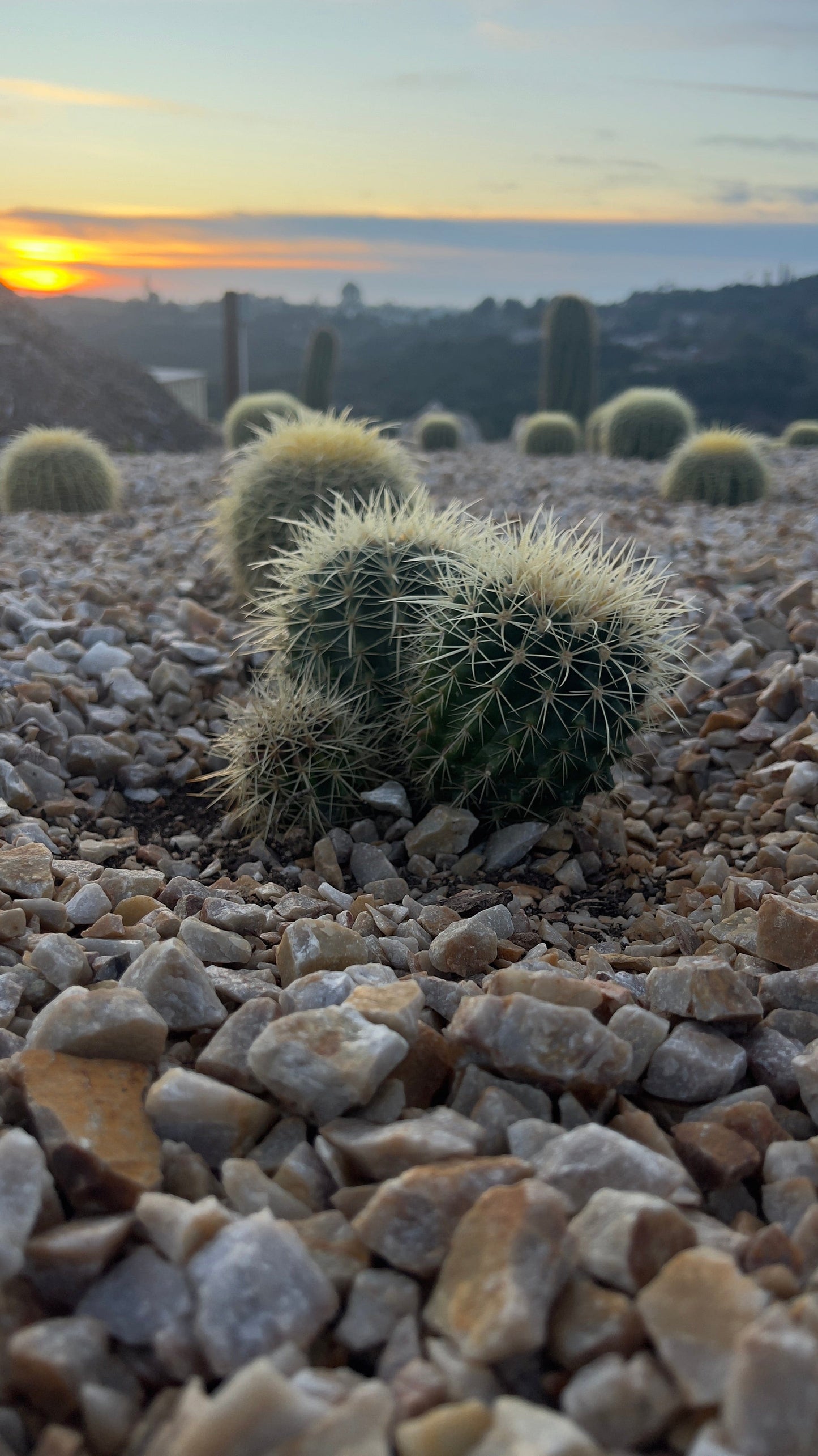 Golden Barrel Cactus - Echinocactus Grusonii