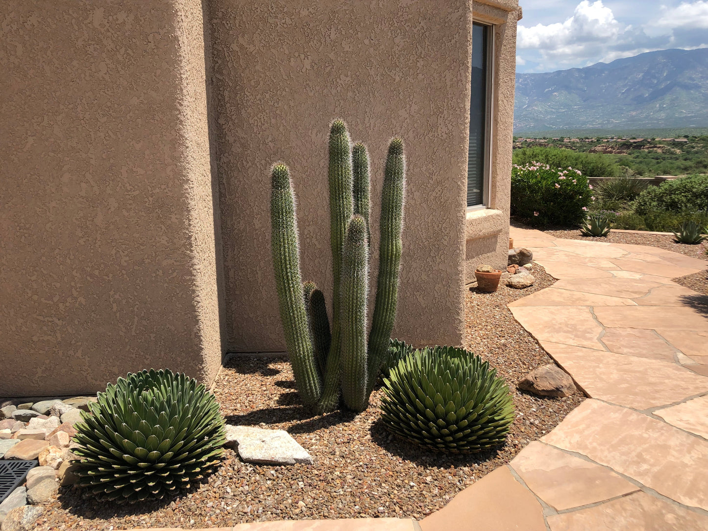 Organ Pipe Cactus