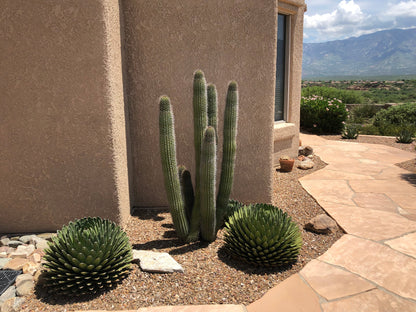 Organ Pipe Cactus